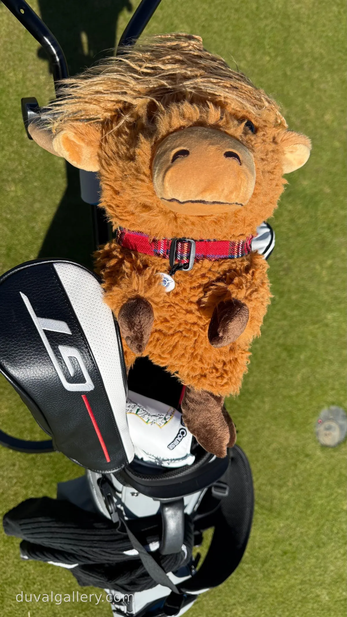 My highland coo (not a typo) headcover
